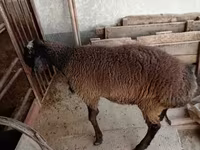 Baran, Blackheaded Persian sheep — zdjęcie 1