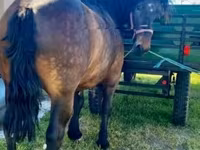 Cheval, Chevaux — photo 1