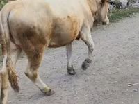 Tehén, Alatau fajta — 1. fotó