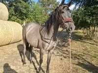 Yegua, Caballos — foto 5