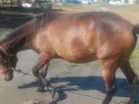 Jument, Horse breed — photo 4