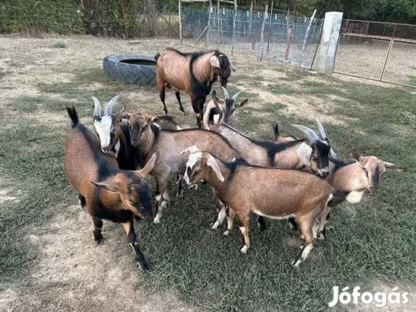Козёл, Козлы