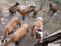 Kos, Cameroon sheep — 5. fotó