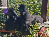 Silkie — foto 2