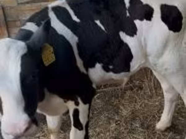 सांड, Russian Black pied cattle — हंगरी