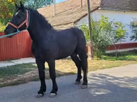 Cheval, Chevaux — photo 3