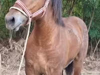 公马, Horses — 照片 3