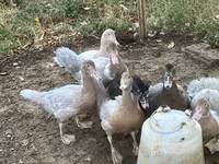 Ducks — photo 2