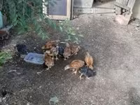Chickens — zdjęcie 1