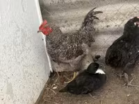 Chickens — foto 5