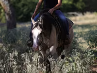 Égua, Quarter Horse — foto 4