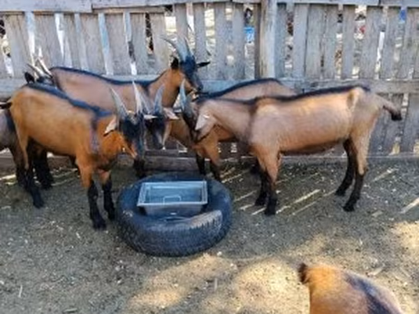 公山羊, Alpine goat — 匈牙利