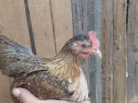 Bantam japonesa — foto 5