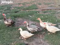 Ducks — 照片 2
