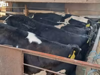 ثور, Russian Black pied cattle — الصورة 8