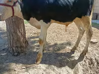 Touro, Russian Black pied cattle — foto 3