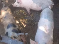 Pigs (batch, sex not specified), Дюрок — photo 2