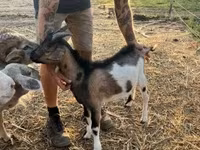 公山羊, Goats — 照片 8