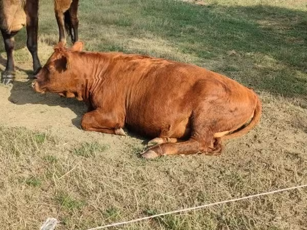 Cow, Aberdeen-Angus — Hungary