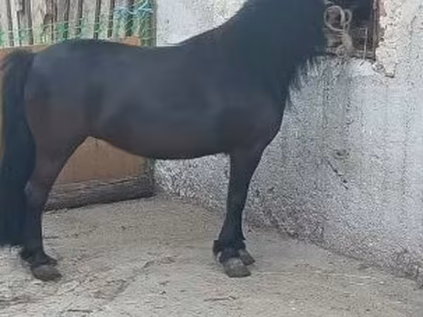 Jument, Chevaux