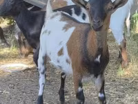 Goat, Goats — photo 1