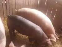 Sow, Pigs — photo 7