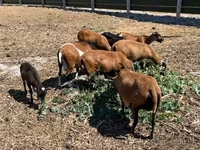 公羊, Cameroon sheep — 照片 2
