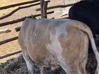ثور, Simmental cattle — الصورة 1