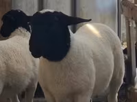Schaf, Dorper sheep — Foto 2