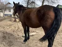 Jument, Chevaux — photo 4