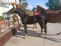 घोड़ा, Dutch warmblood horse — फ़ोटो 3