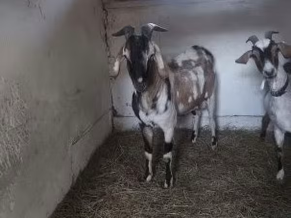 Bak, Nubian Goat