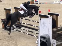 Hing, Belgian warmblood horse — 3. fotó