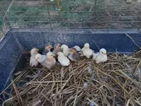 Chickens — photo 3