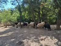 Juh, Racka sheep — 4. fotó