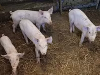 母猪, Pigs — 照片 4