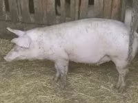 Disznók (tétel, nem megadva), Sertések — 3. fotó