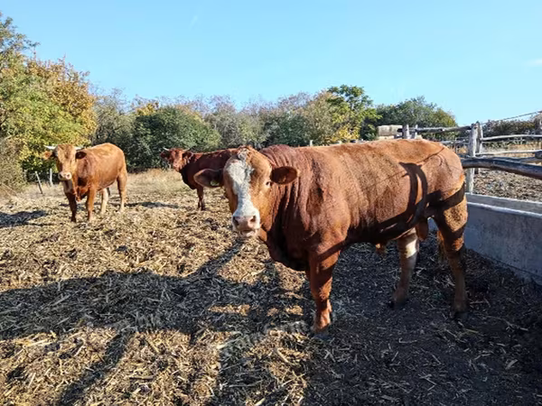 Buğa, Simmental cattle