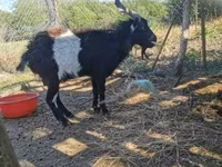 Bak, Pomellata goat — 1. fotó