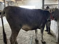 Сиыр, Swiss cattle — 5-сурет