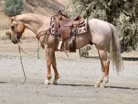 Hengst, Quarter Horse — Foto 4