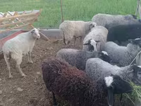 Kos, Romanov sheep — 1. fotó