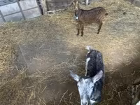 母山羊, Goats — 照片 2
