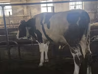 Touro, Simmental cattle — foto 5