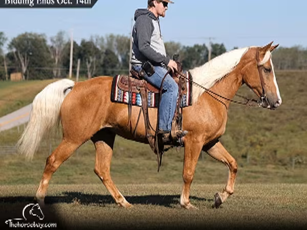 Klisna, Palomino