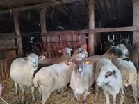 Sheep, Ile-de-France sheep — photo 7