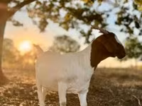 Nőstény kecske, Boer goat — 1. fotó