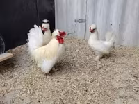 Chickens — 3-сурет