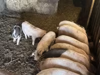 Pigs (batch, sex not specified), Pigs — photo 5