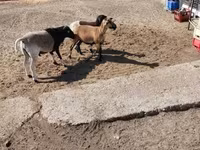 Oveja, Cameroon sheep — foto 4